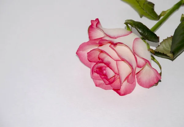 Delikatny kwiat róży — Zdjęcie stockowe