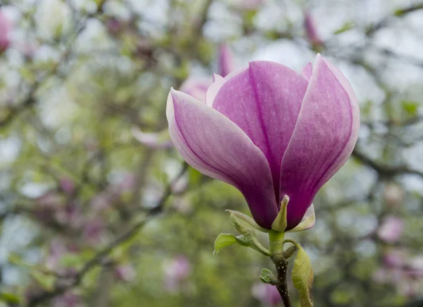 Fragrant magnolia flower — Stock Photo, Image