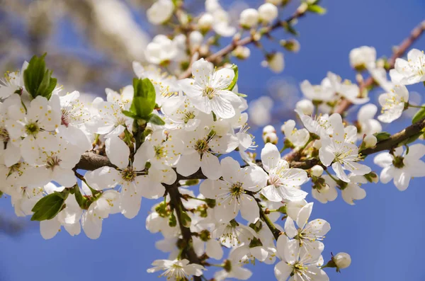 Magnifique arbre fruitier à fleurs printanières — Photo