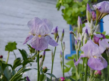 hassas Iris çiçekler