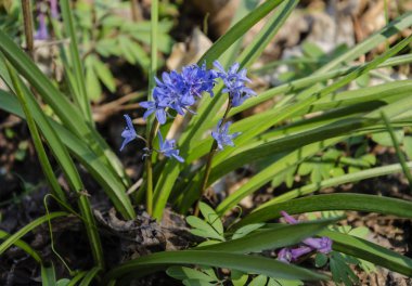 kardelen mavi çiçekler