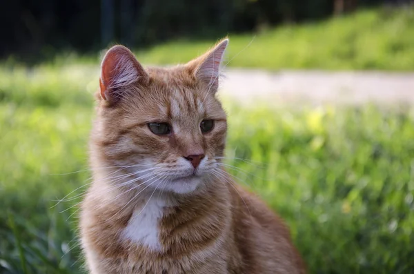 아름 다운 빨간 머리 고양이 — 스톡 사진