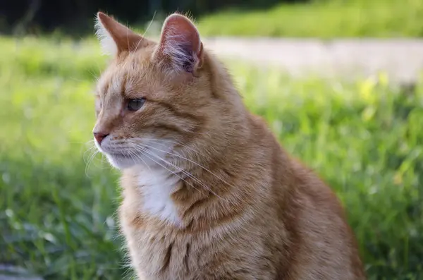 아름 다운 빨간 머리 고양이 — 스톡 사진