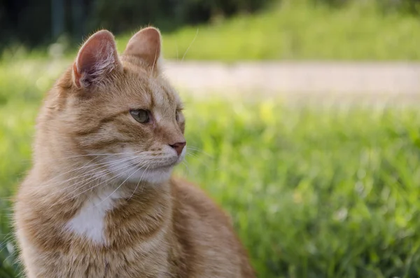 güzel kızıl saçlı kedi