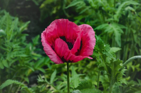 Flor de papoula vermelha — Fotografia de Stock