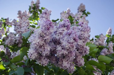 güzel bir çiçek açması leylak dalı
