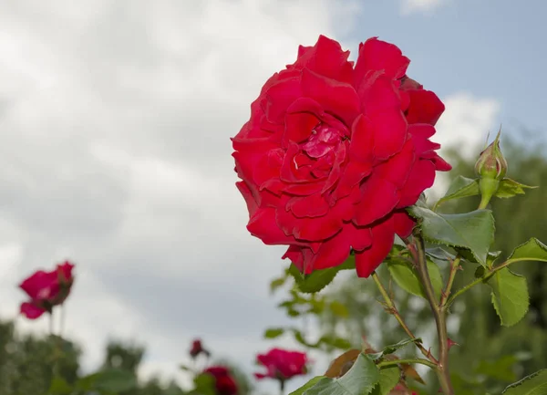 Kwiat róży pachnące — Zdjęcie stockowe