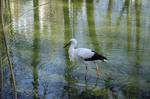 Белый аист в воде — стоковое фото