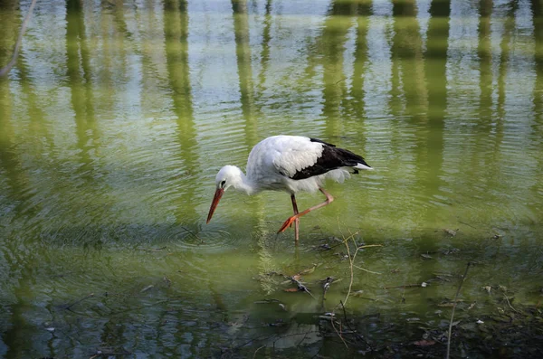 水里的白鹤 — 图库照片