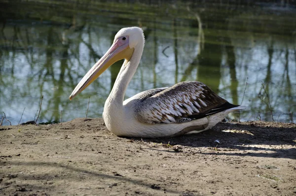 Beautiful pelican on the beach — Stock Photo, Image