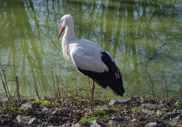 Weißstorch-Asche — Stockfoto