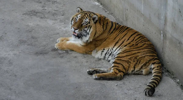 Beautiful redhead tiger — Stock Photo, Image