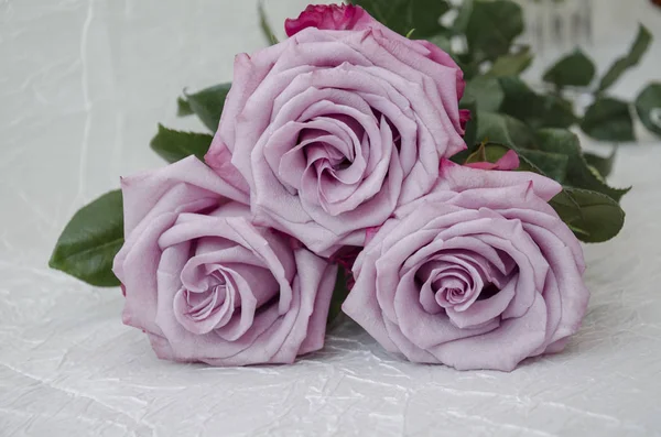 Rosas de color gris, lila, varietal — Foto de Stock