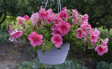 bir tencerede pembe Petunya