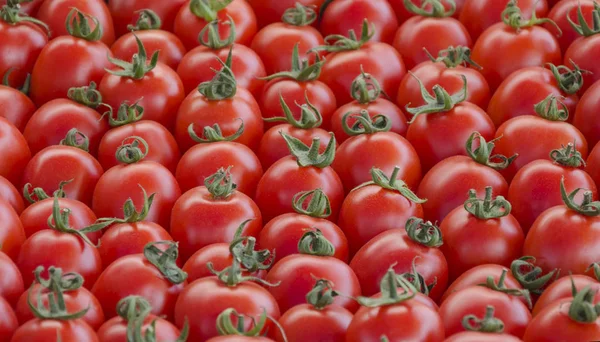 Tomates rojos maduros, una cosecha de verduras —  Fotos de Stock