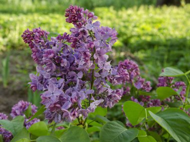 güneşli, güneşli bir gün, bahçede çiçek kokulu leylak dalı yakın çekim