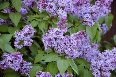 güneşli, güneşli bir gün, bahçede çiçek kokulu leylak dalı yakın çekim