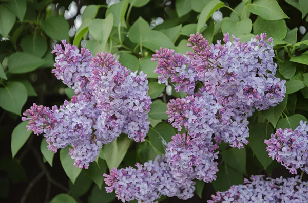 Flowering lilac branch — Stock Photo, Image