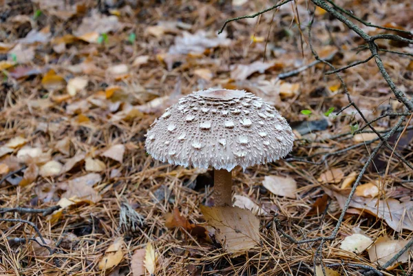 Paddenstoel paraplu met een witte kap groeiend in het bos — Stockfoto