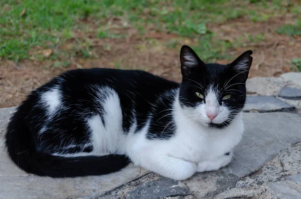 Kočka se zelenýma očima, černá a bílá — Stock fotografie