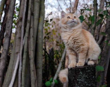 Hayvan, kırmızı kedi sonbaharda bahçede oturur. 