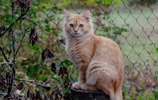 Animale, gatto rosso si siede in autunno nel cortile — Foto Stock