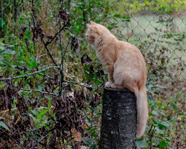 Ζώο, κόκκινη γάτα κάθεται το φθινόπωρο στην αυλή — Φωτογραφία Αρχείου