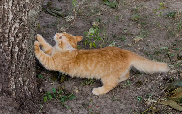 Animal, red cat sits in the autumn in the yard — Stock Photo, Image