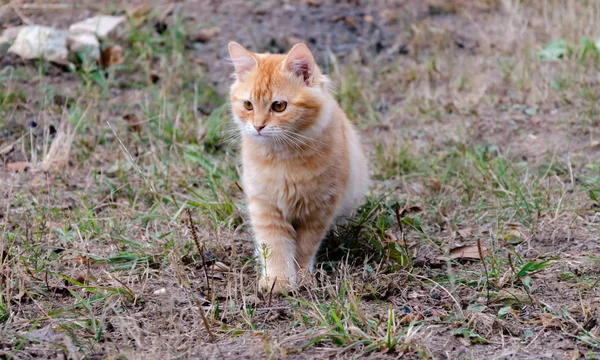 Animale, gatto rosso si siede in autunno nel cortile — Foto Stock