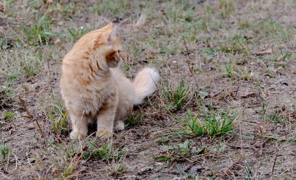 Animale, gatto rosso si siede in autunno nel cortile — Foto Stock