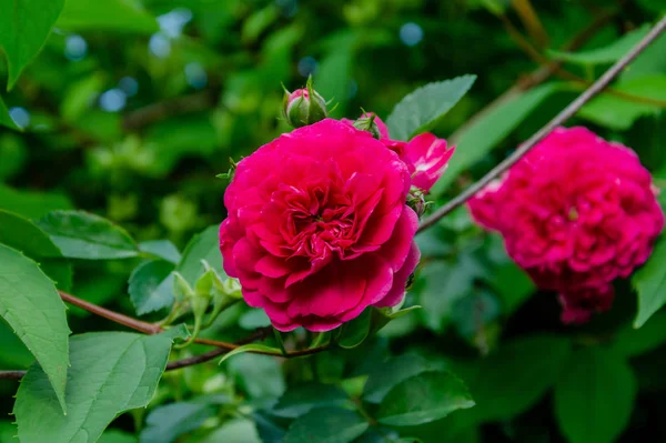 Róża kwitnące piękne różowe kwiaty — Zdjęcie stockowe