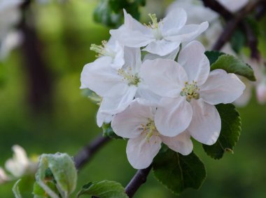 Meyve ağacının beyaz, narin dalları, ilkbahar ılık günü