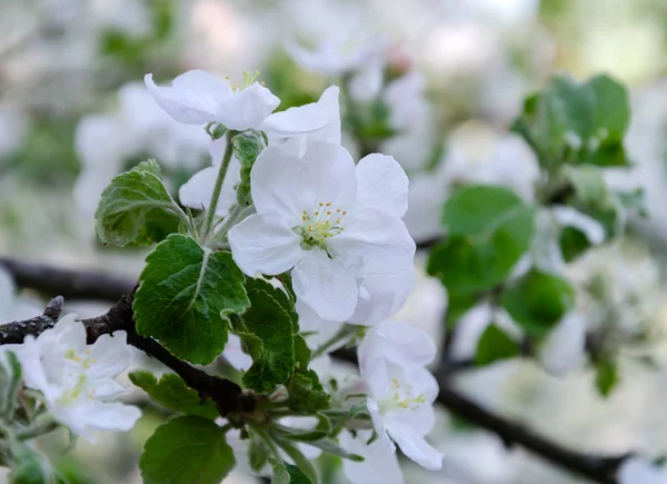 Branche délicate blanche d'arbre fruitier en fleurs, jour chaud printanier — Photo