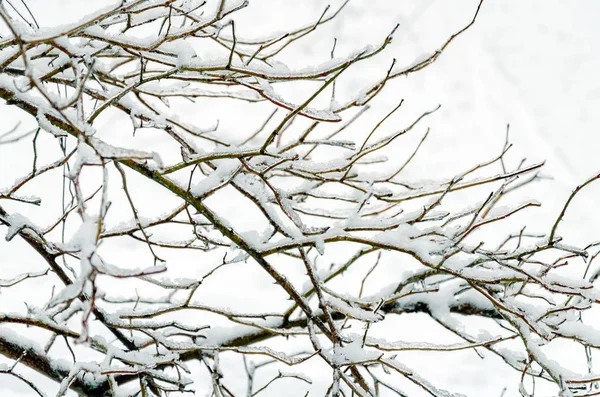 秋天的一天，公园里的树枝被冰雪覆盖着 — 图库照片