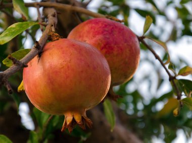 Beyaz arkaplanda, ağaç dalında nar meyvesi.
