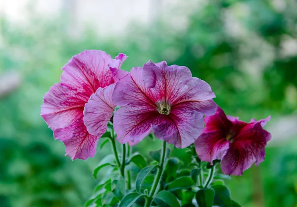 Petunia blommar i trädgården, rosa blommor, på våren eftermiddag — Stockfoto