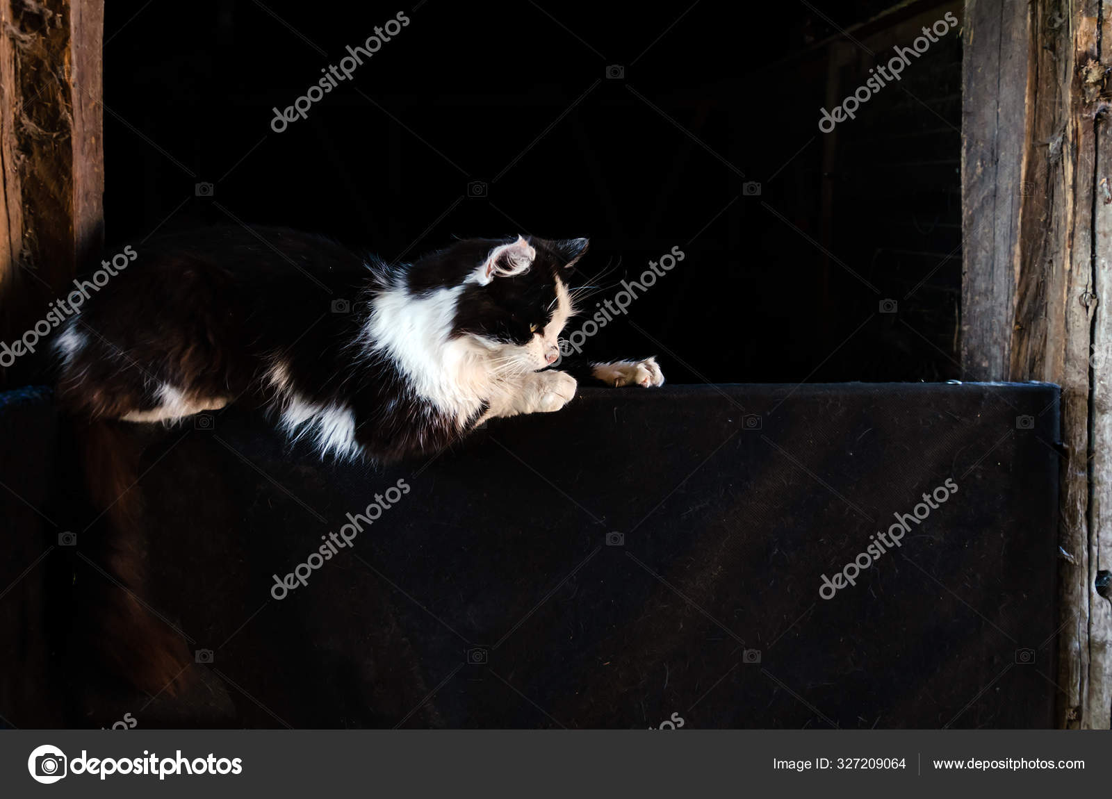 Chat Noir Et Blanc Assis Par Une Journee Chaude Image Libre De Droit Par Victoria2305 C