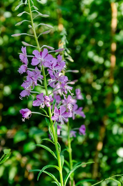 Bela flor lilás na grama verde, belo fundo — Fotografia de Stock