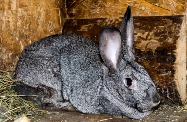 Серый пушистый кролик на фоне деревянной стены — стоковое фото