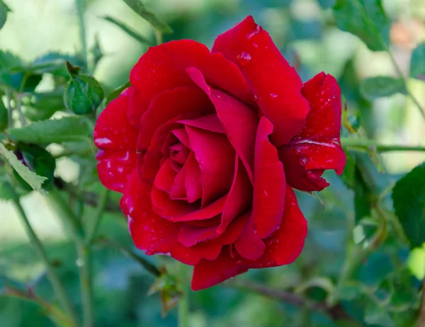 Rode roos bloem op een achtergrond van groene bladeren, zomerdag in de tuin — Stockfoto