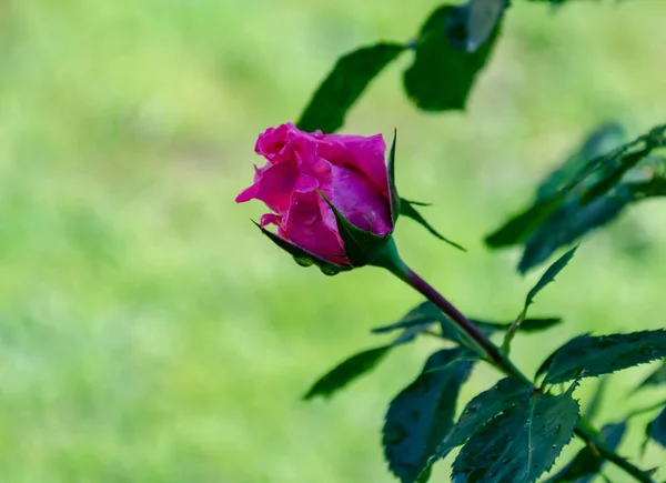 Rote Rosenblüte vor grünem Hintergrund, Sommertag im Garten — Stockfoto