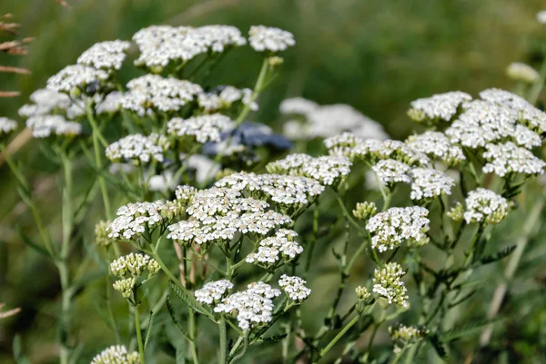 Łąka trawa, pole stoczni kwiaty z białymi kwiatami — Zdjęcie stockowe