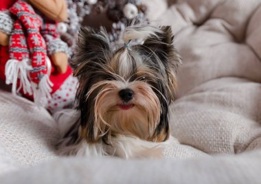 Terrier 'in küçük tüylü köpeği hediye kutularıyla, hoş geldin hediyesi.,