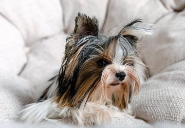 Terrier 'in küçük tüylü köpeği hediye kutularıyla, hoş geldin hediyesi.,