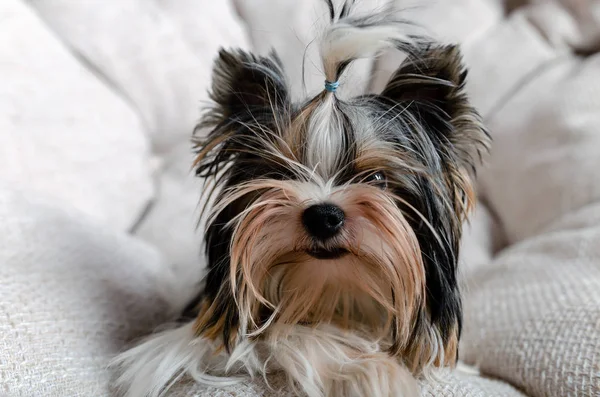 Terrier 'in küçük tüylü köpeği hediye kutularıyla, hoş geldin hediyesi.,