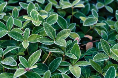 Pembe menekşe çiçeğinin yeşil yaprakları ile kaplanmış güzel bir arka plan.