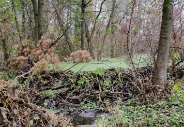 Baraj nehri kapattı, kunduzlar inşa etti.