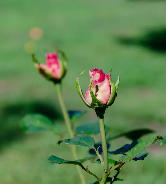 Квітка червоної троянди на фоні зеленого листя — стокове фото