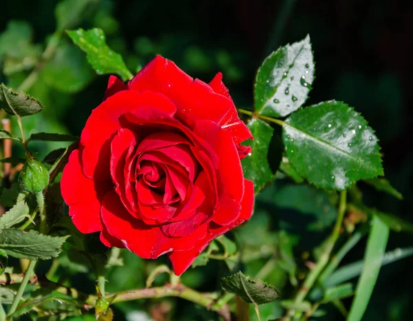 Rode roos bloem op een achtergrond van groene bladeren — Stockfoto