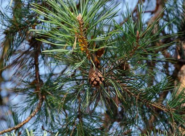Cone de pinho em um ramo de árvore com agulhas , — Fotografia de Stock